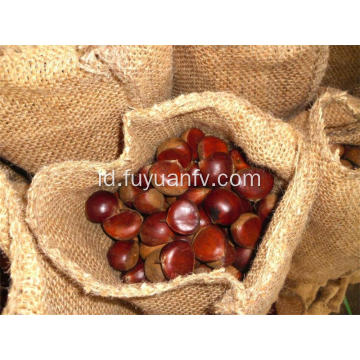 Kastanye Dandong dari pabrik chestnut besar segar